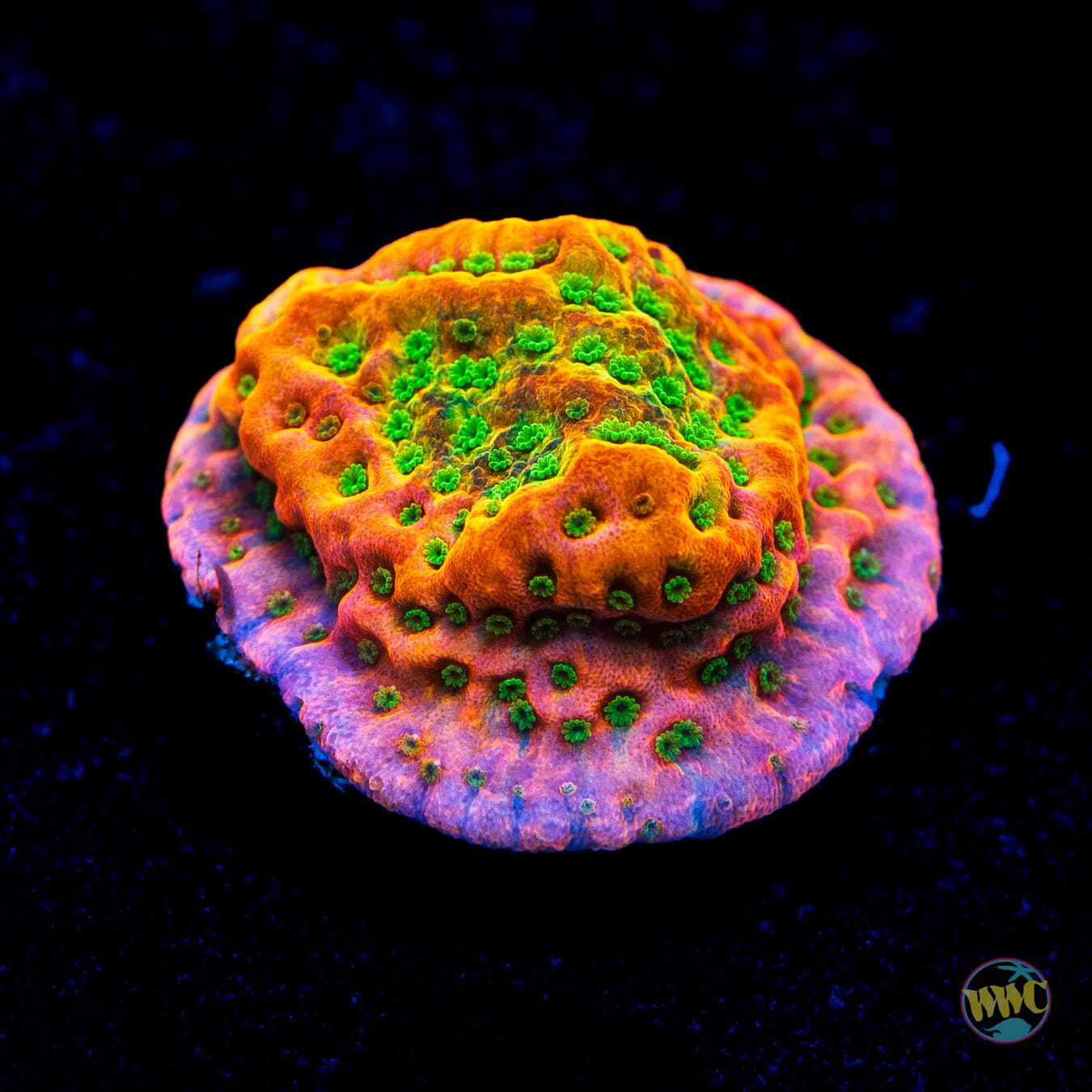 WWC Cherry Tree Montipora