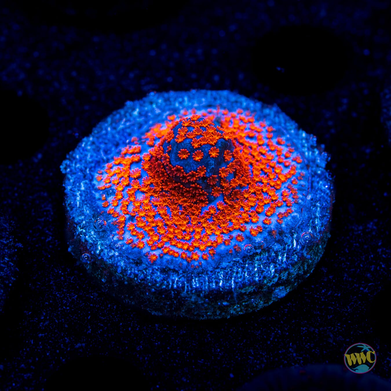 WWC Superman Montipora