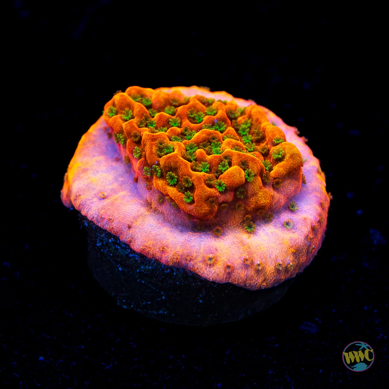 WWC Cherry Tree Montipora