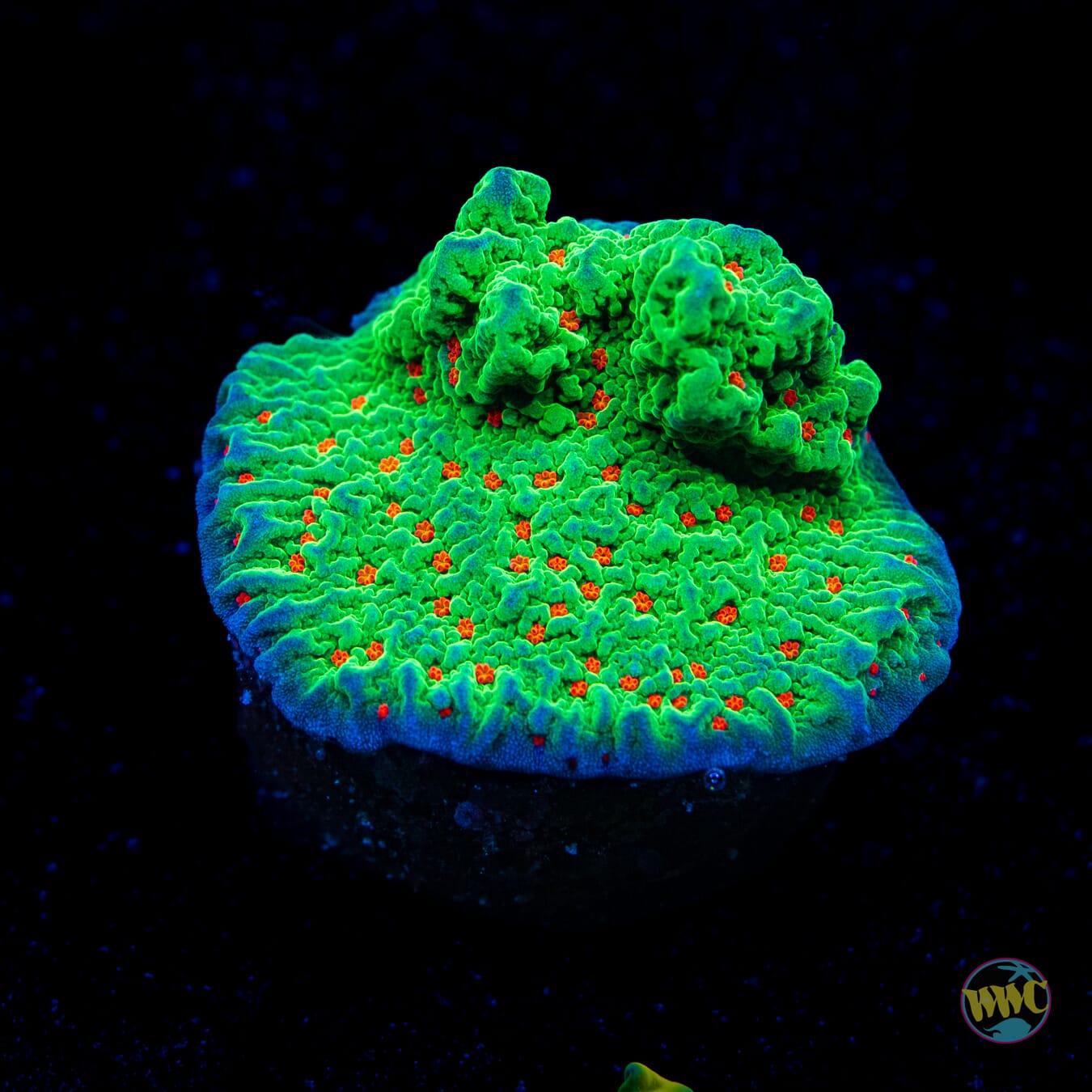 Seasons Greetings Montipora
