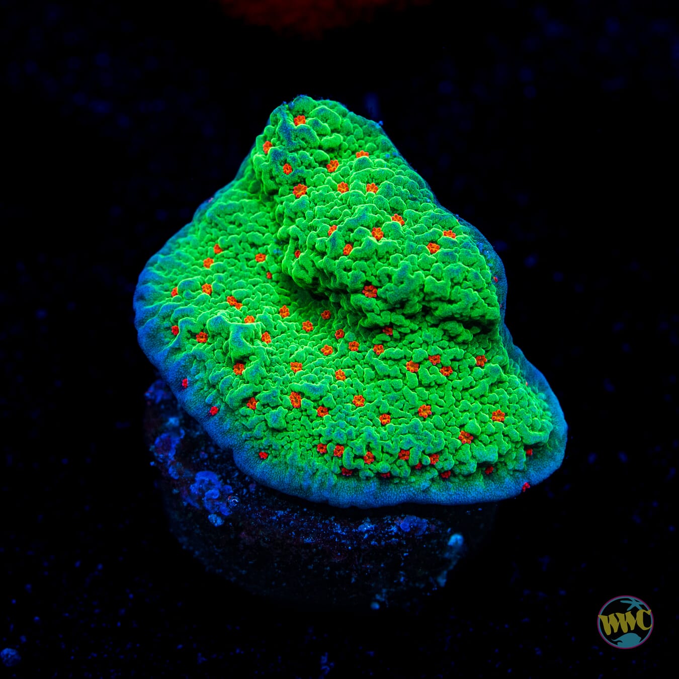 Seasons Greetings Montipora