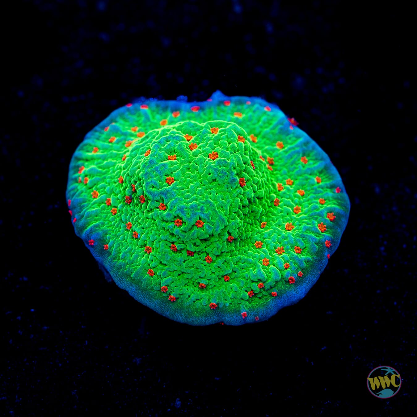 Seasons Greetings Montipora