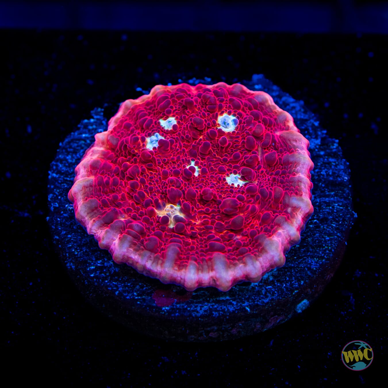 WWC Scarlet Ninja Chalice