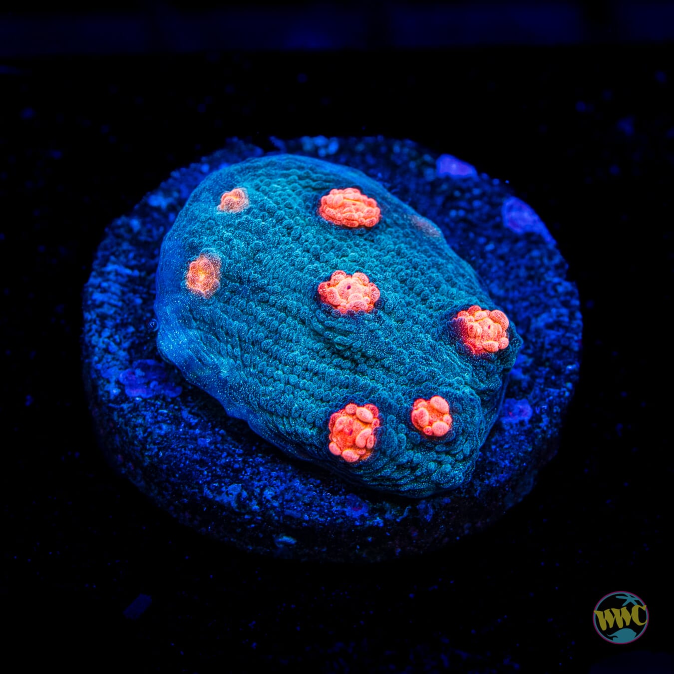 Mango in the Sky Chalice