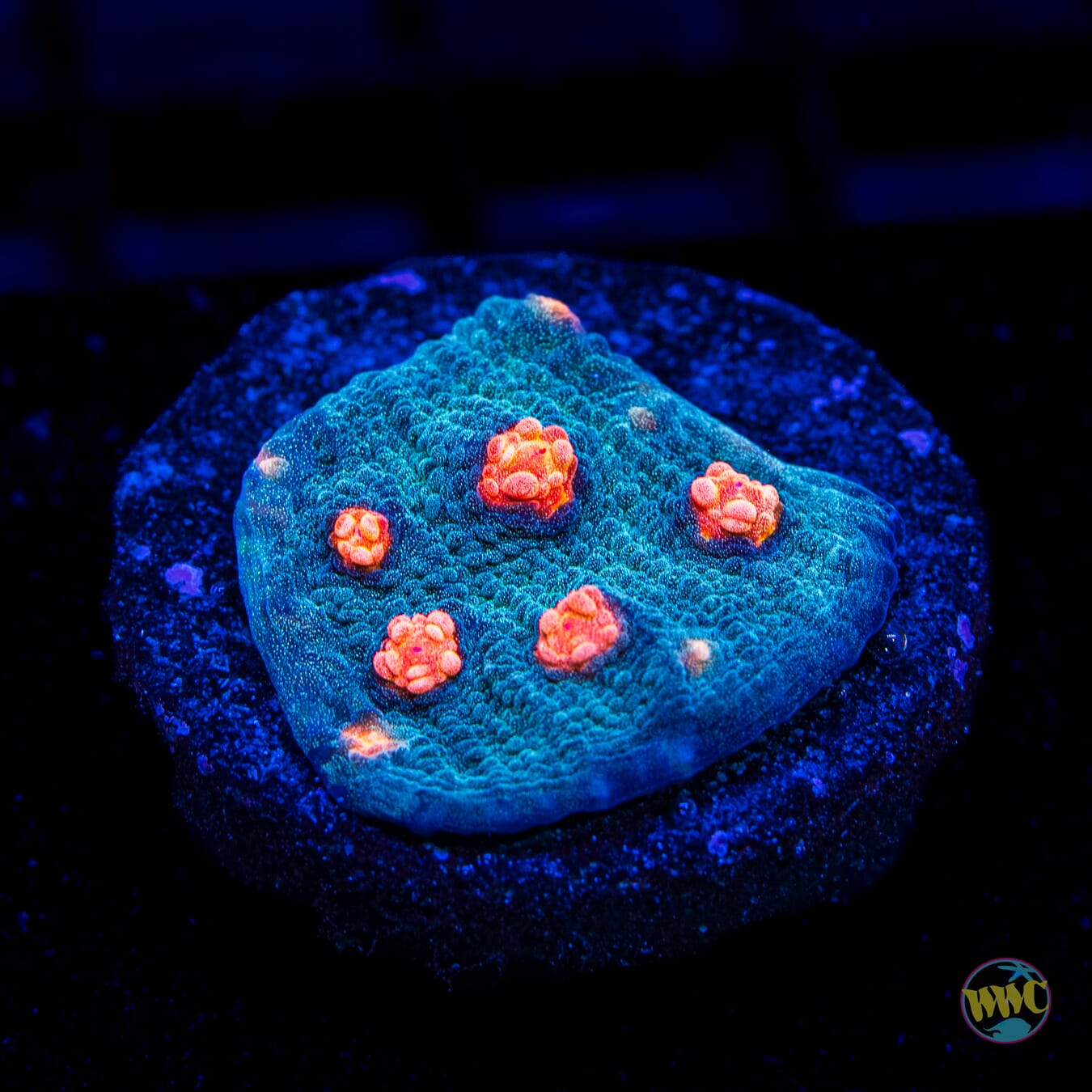 Mango in the Sky Chalice