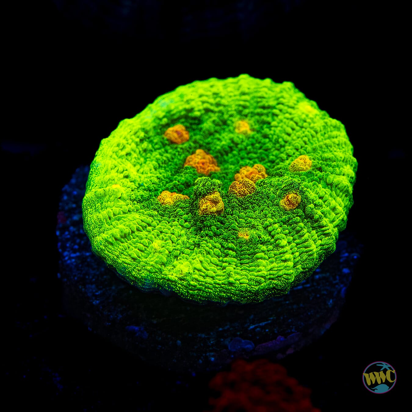 WWC Space Invader Chalice