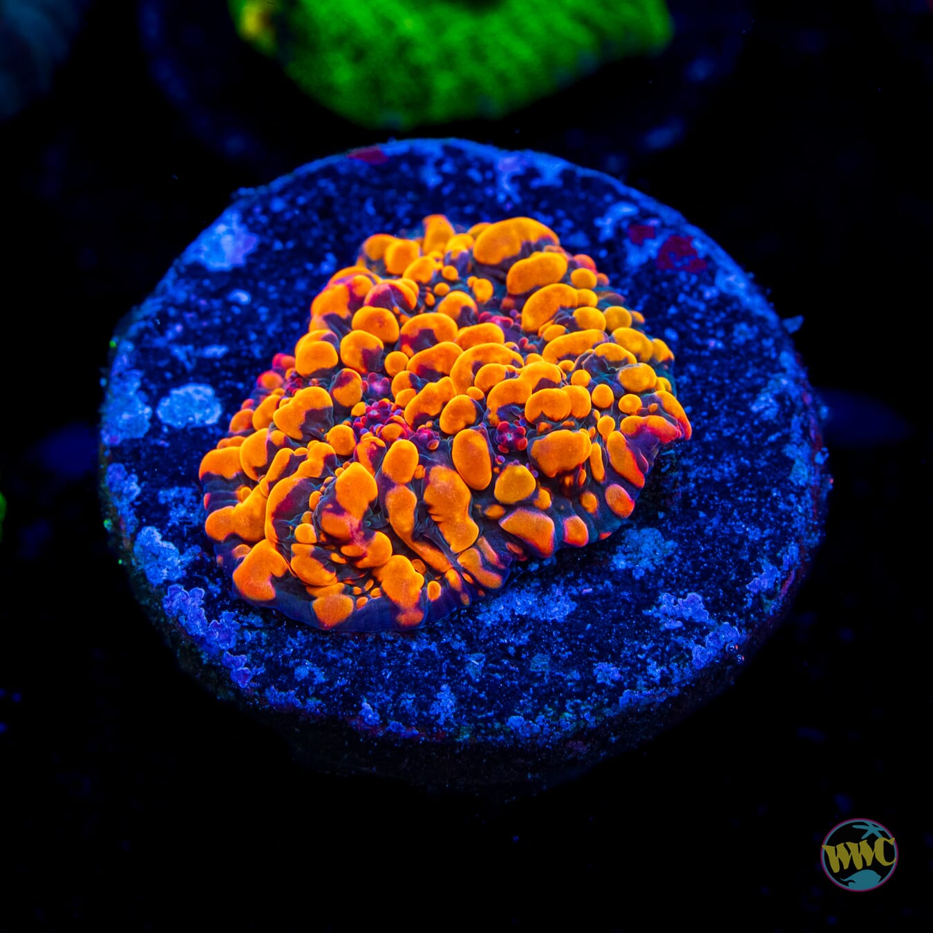 CC Cloudberries Chalice