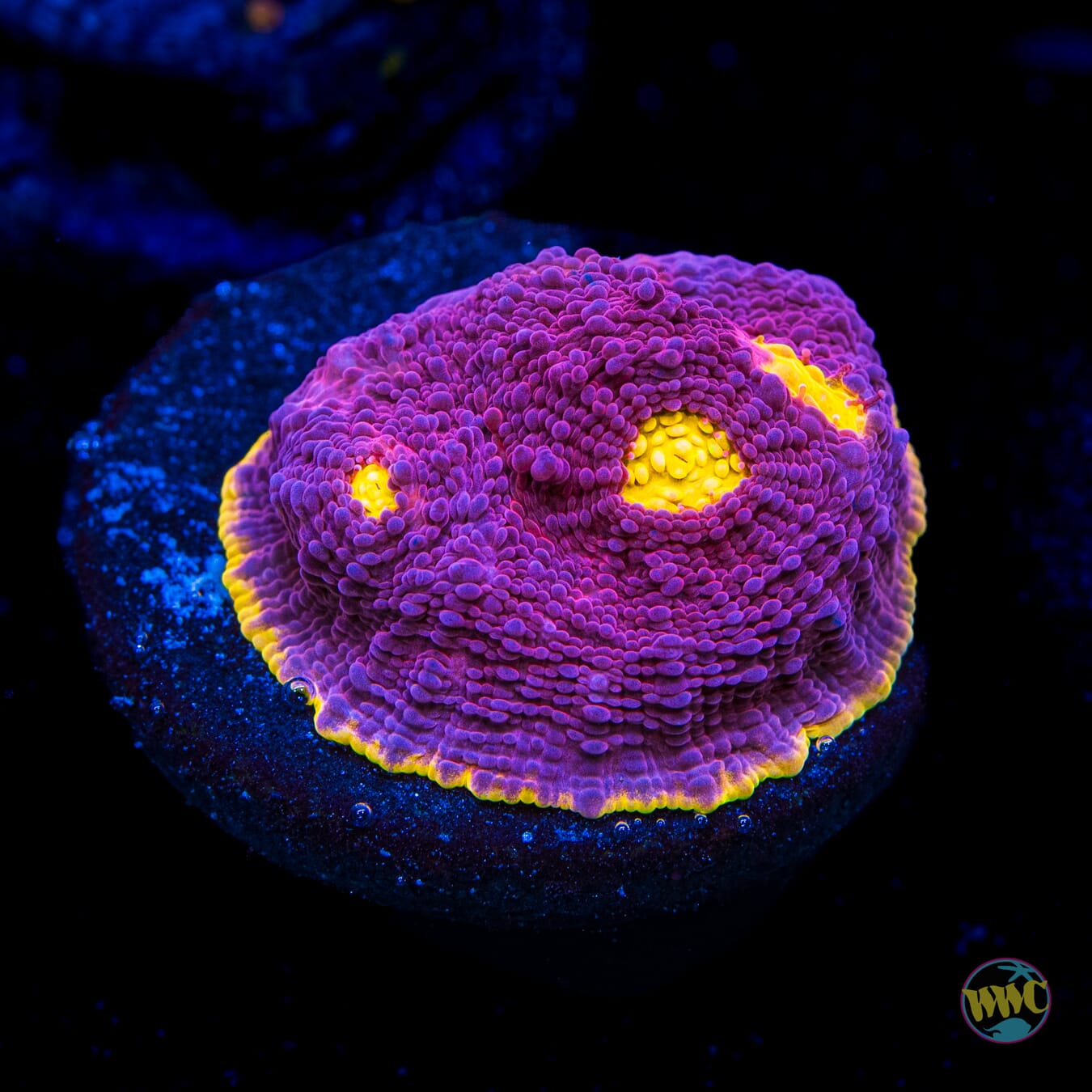 WWC Banana Boom Chalice