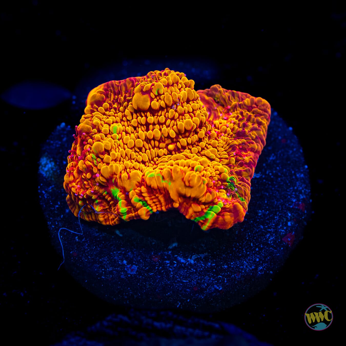 WWC Primetime Chalice