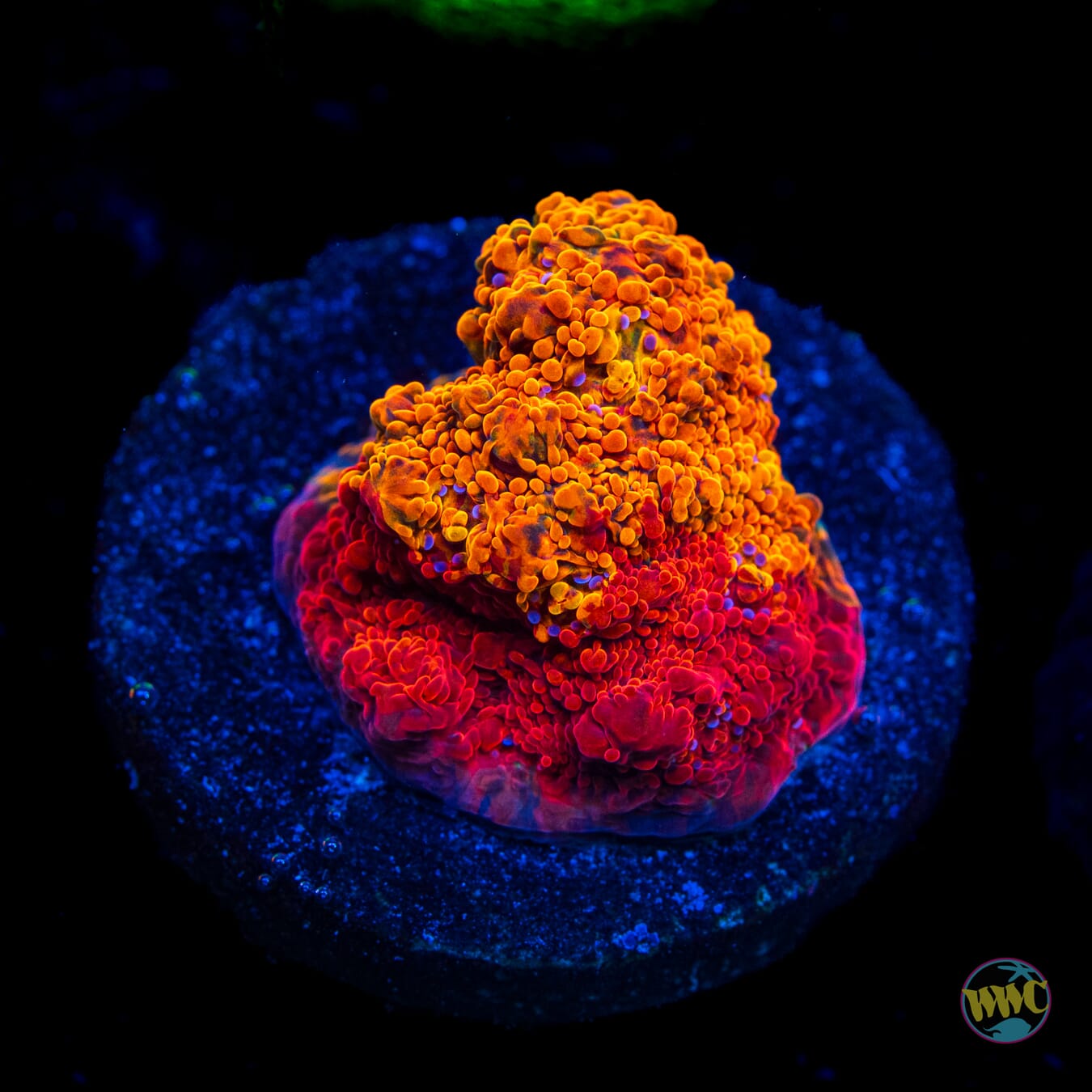 WWC Grafted Stellaria Chalice