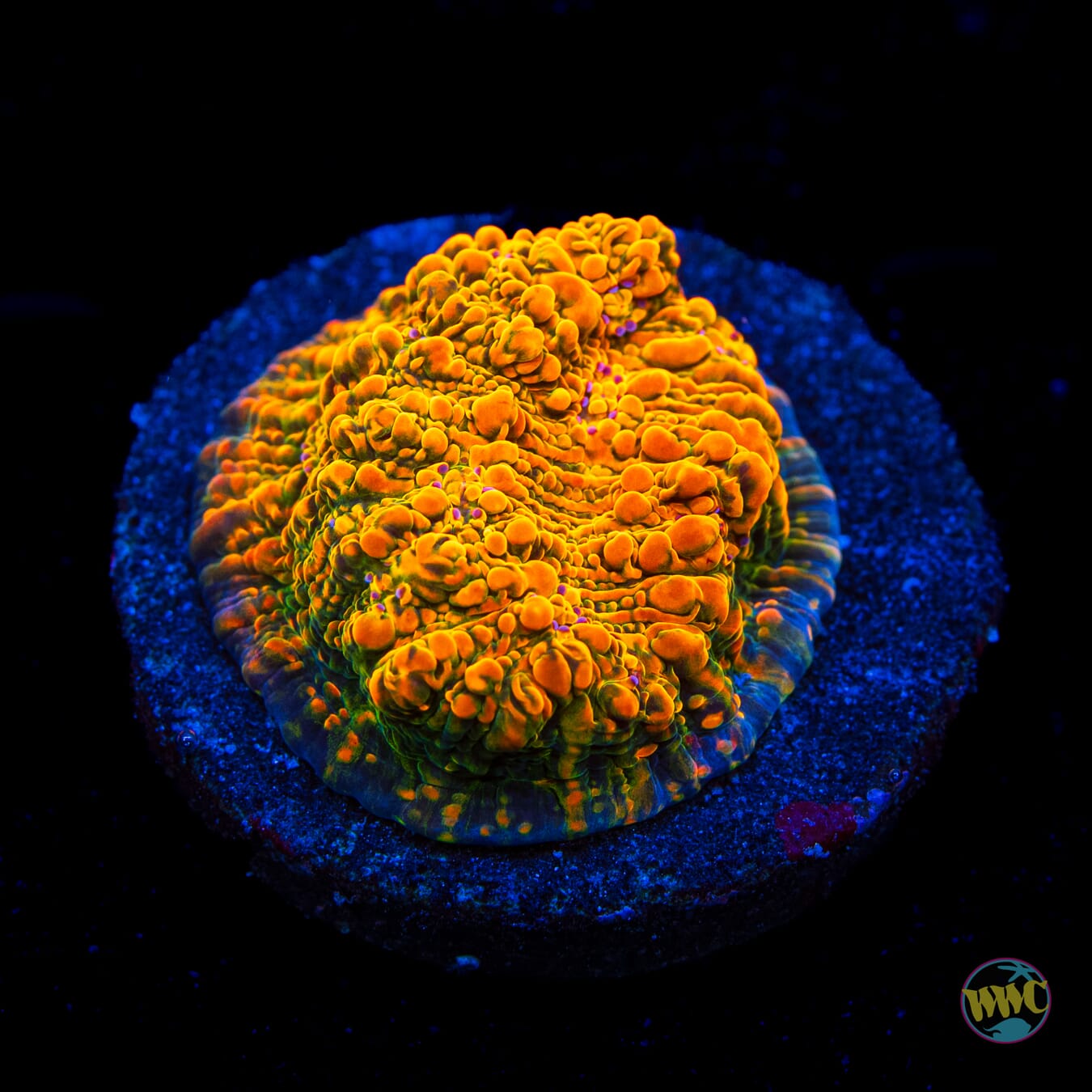 WWC Stellaria Chalice