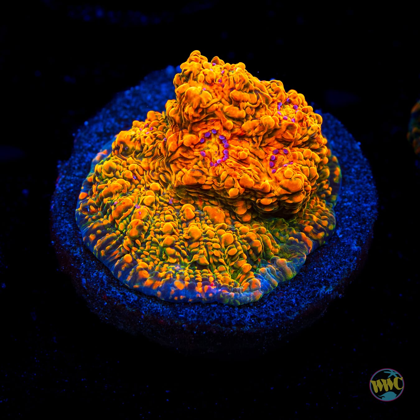 WWC Stellaria Chalice