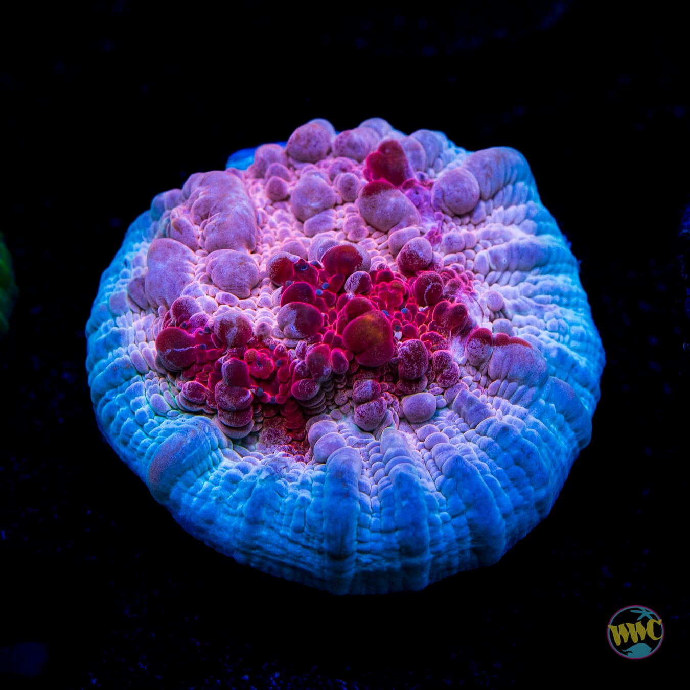 WWC Freezer Burn Chalice