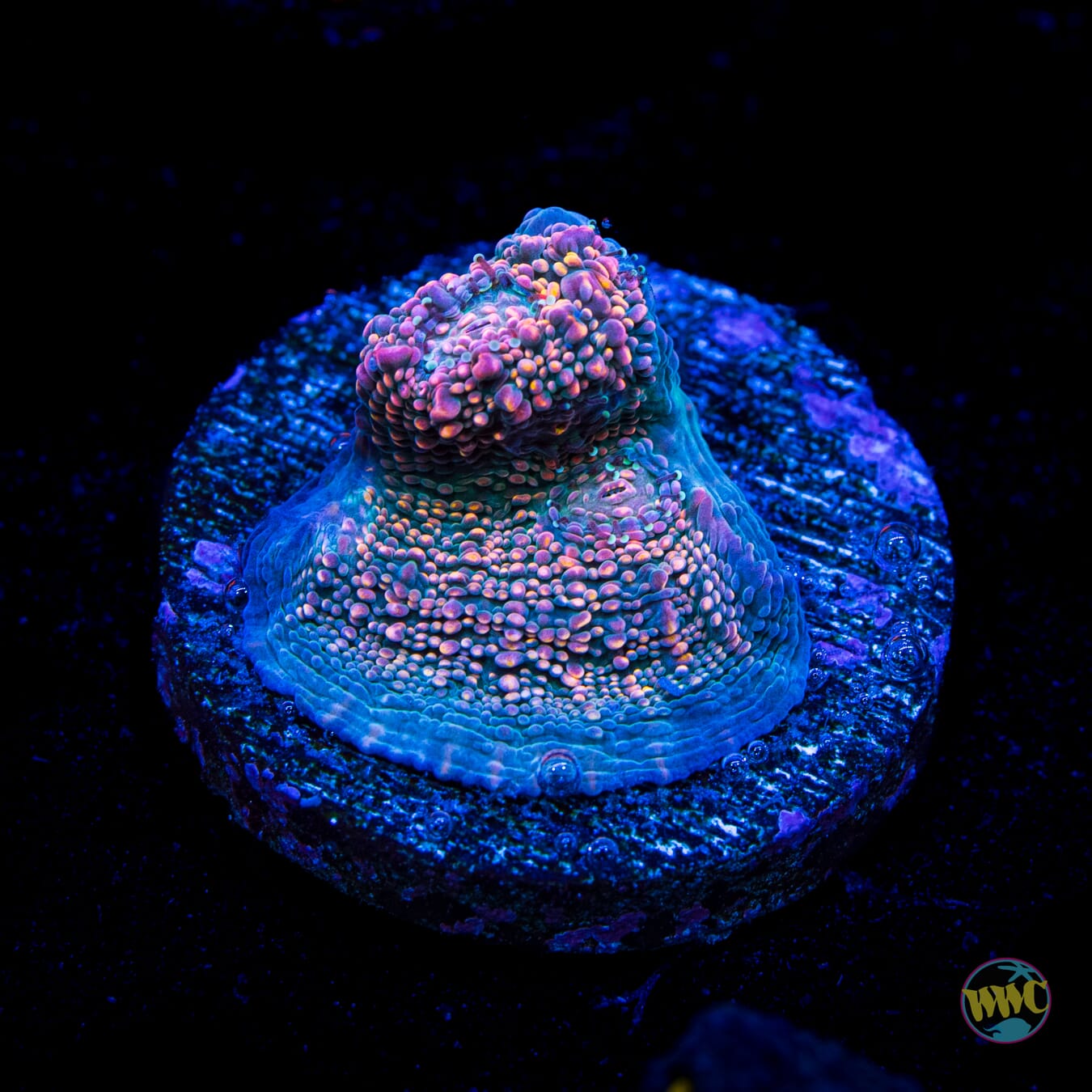 WWC Hologram Chalice