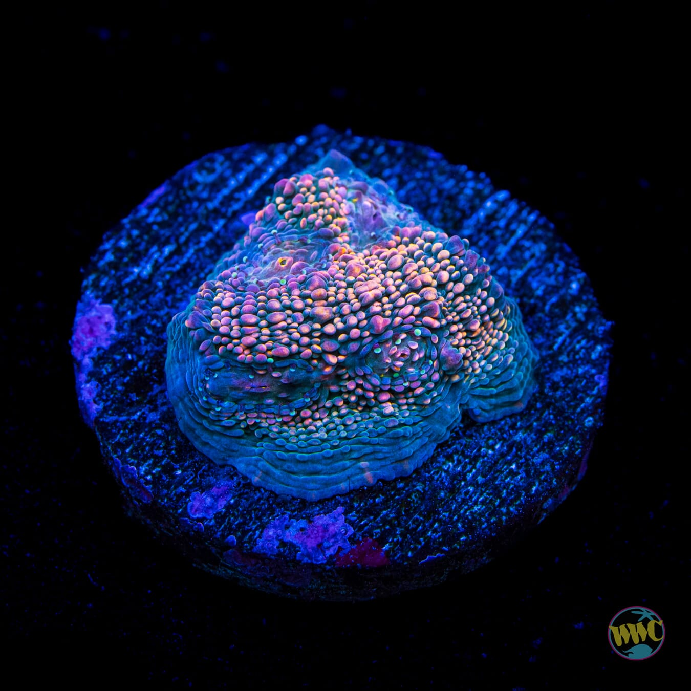 WWC Hologram Chalice