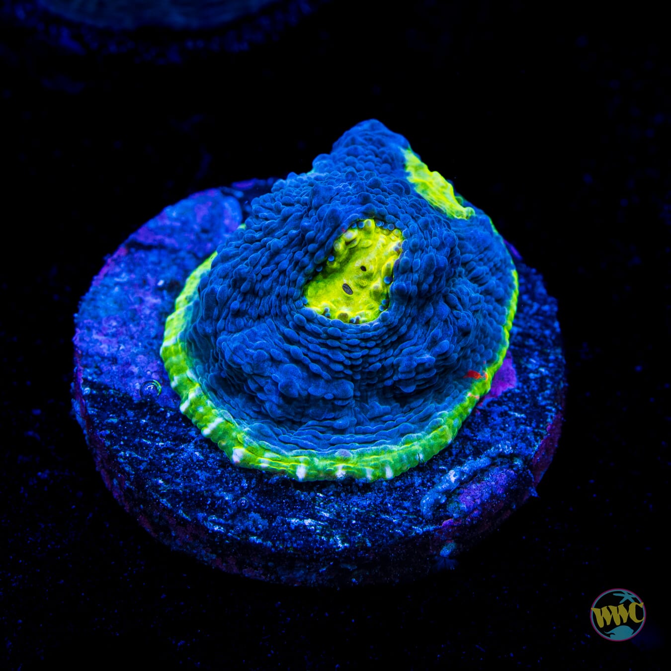 WWC Deja Blue Chalice