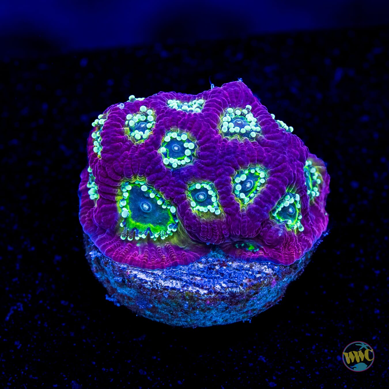 WWC Lemon Lime Favites