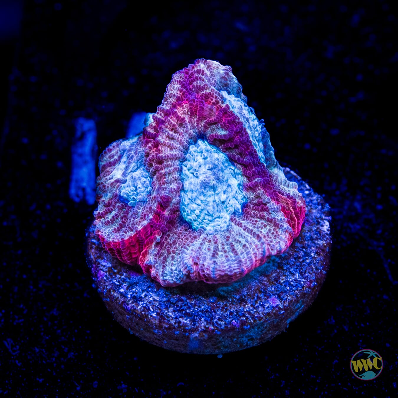 WWC Red Lobster Favia