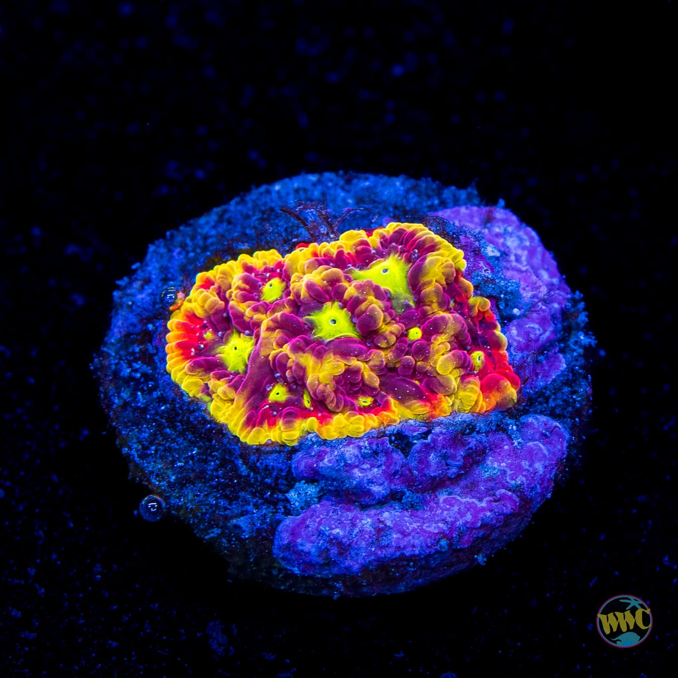 WWC Blood Diamond Favites