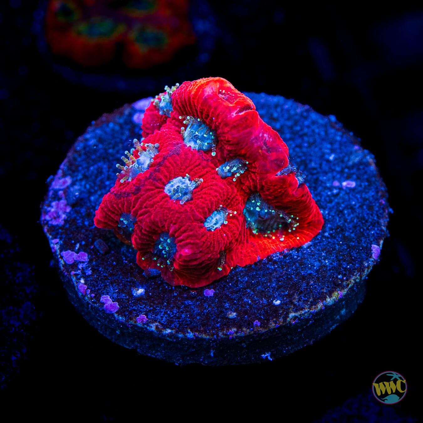 WWC Silver Fox Favites