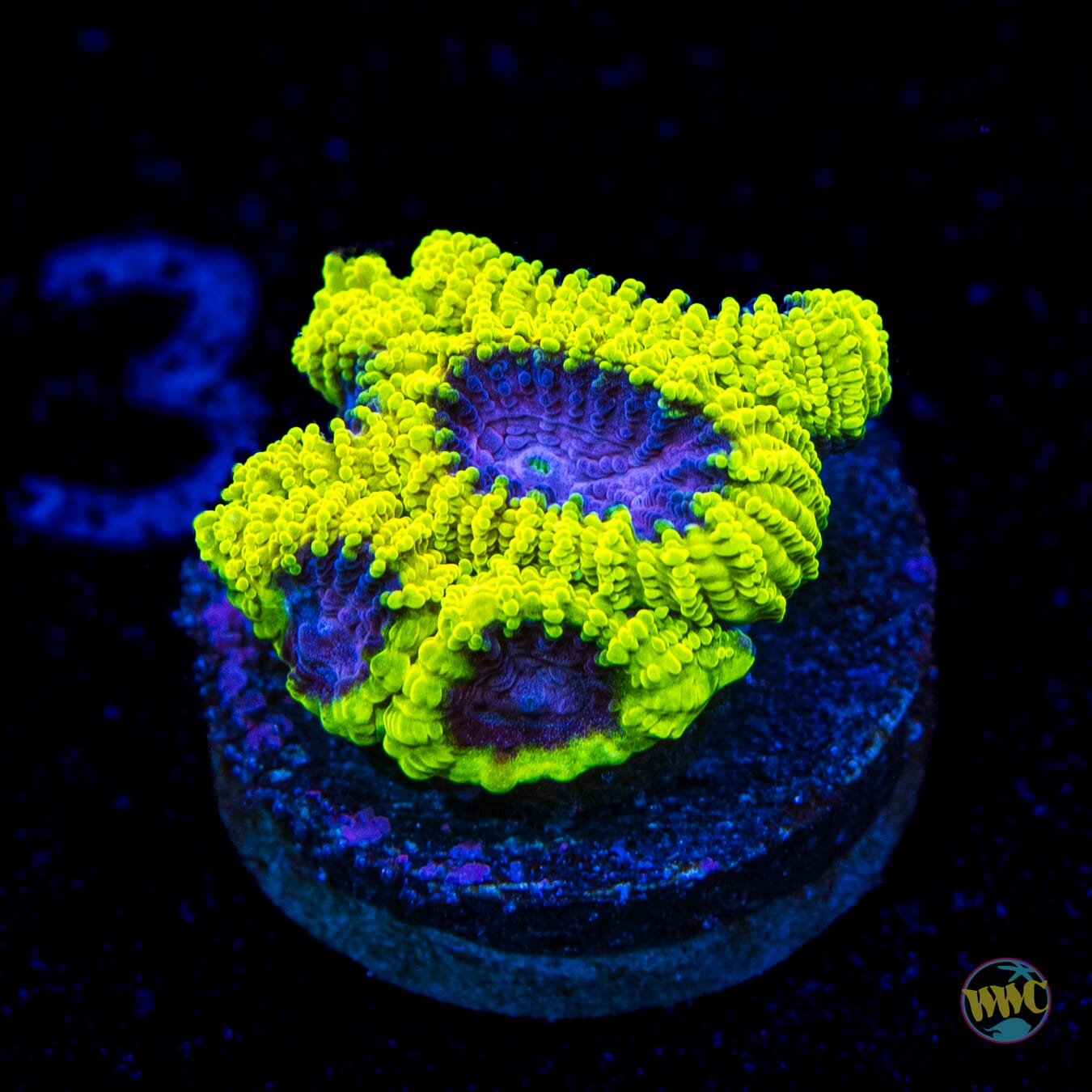 WWC Space Monkey Favia