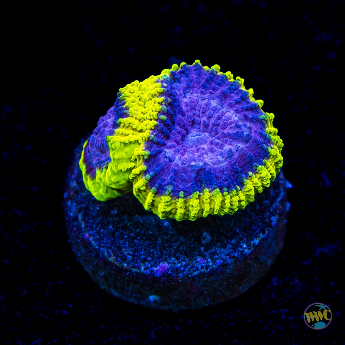 WWC Space Monkey Favia