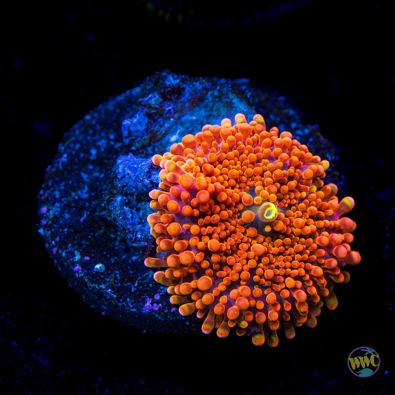 Headless Horseman Yuma Mushroom