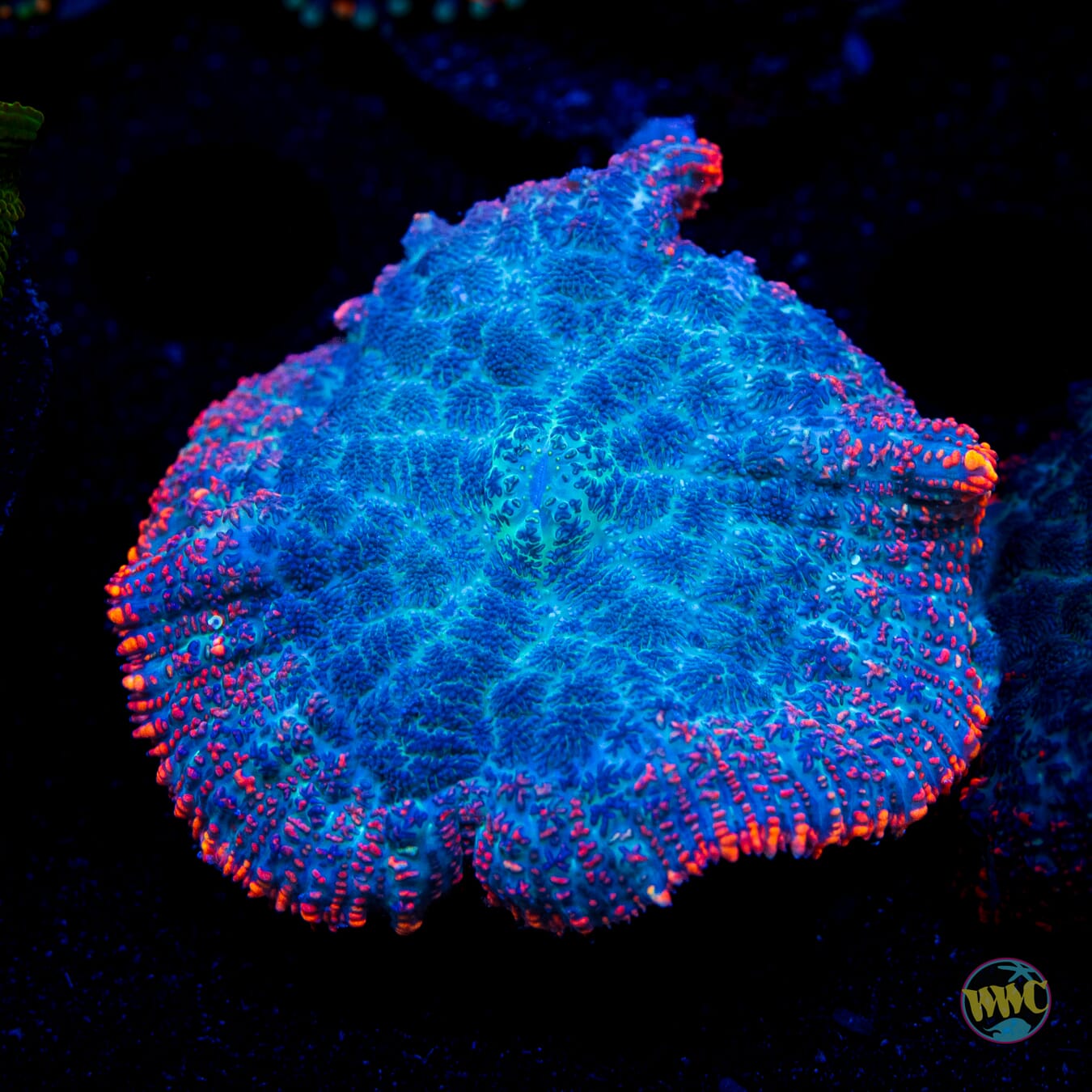 Lava Rim Rhodactis Mushroom