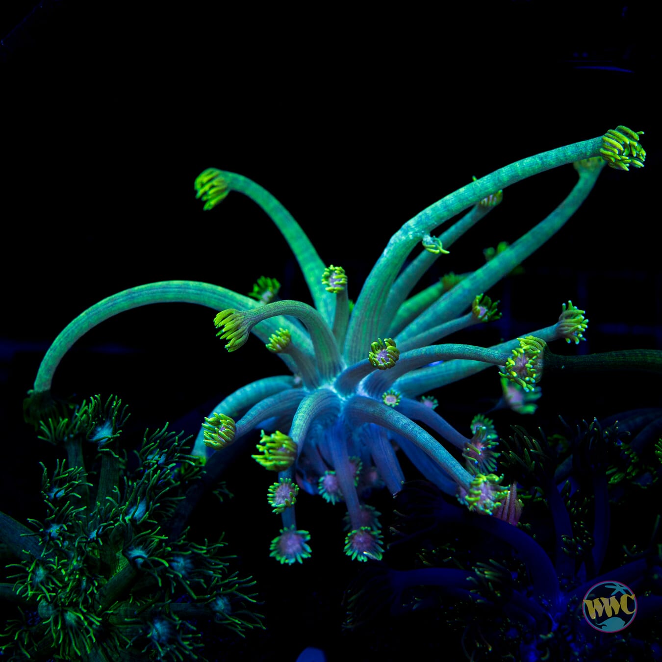 Guava Berry Goniopora