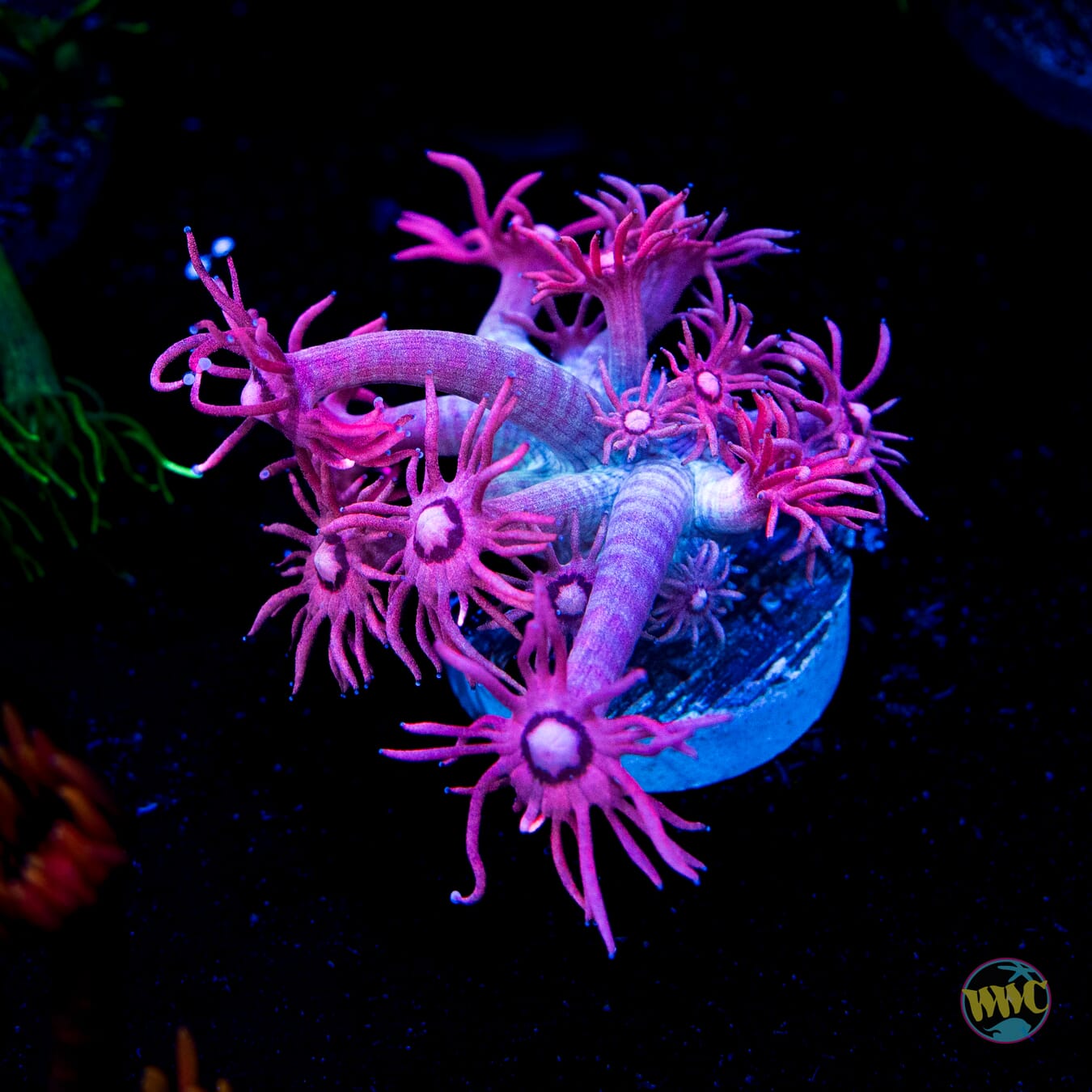 WWC Pink Lady Goniopora