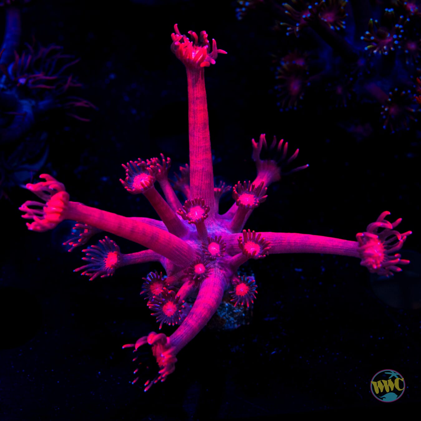 WWC Cherry Red Goniopora