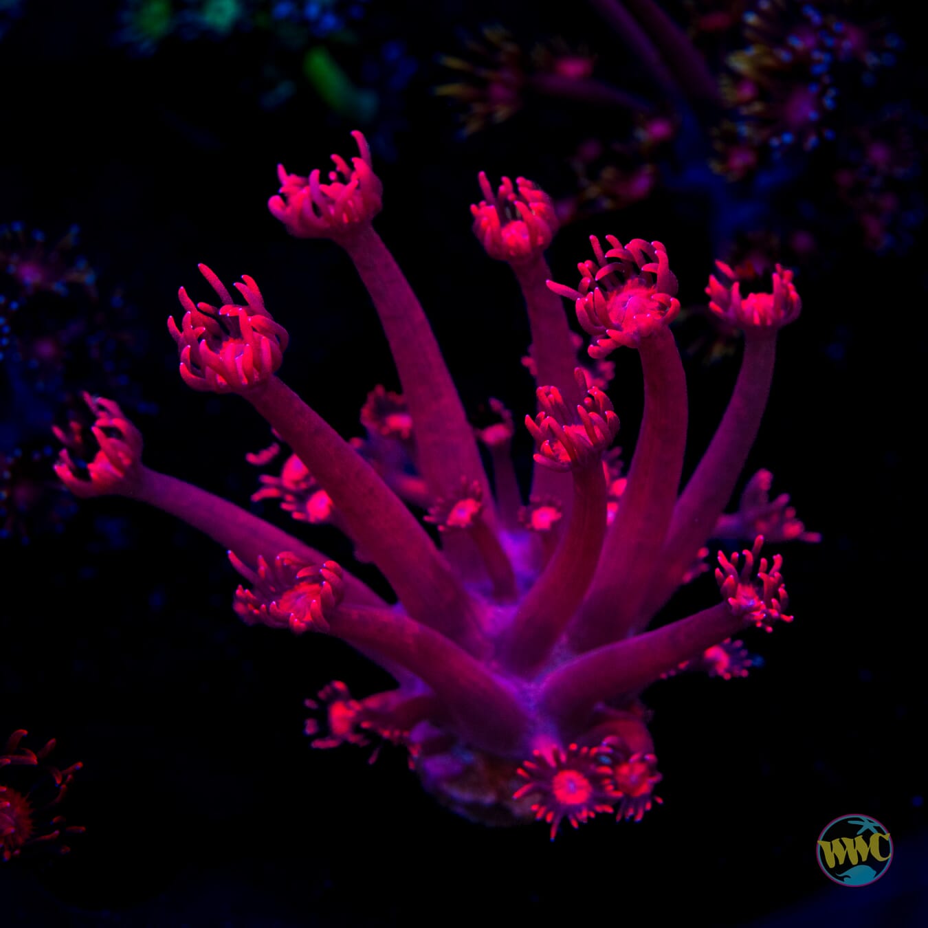 WWC Cherry Red Goniopora