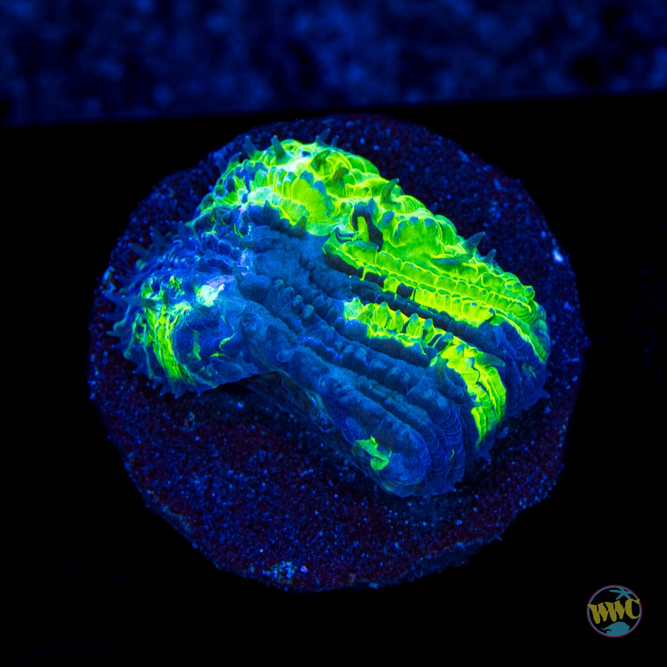 WWC Aquacultured Treefrog Tongue Coral