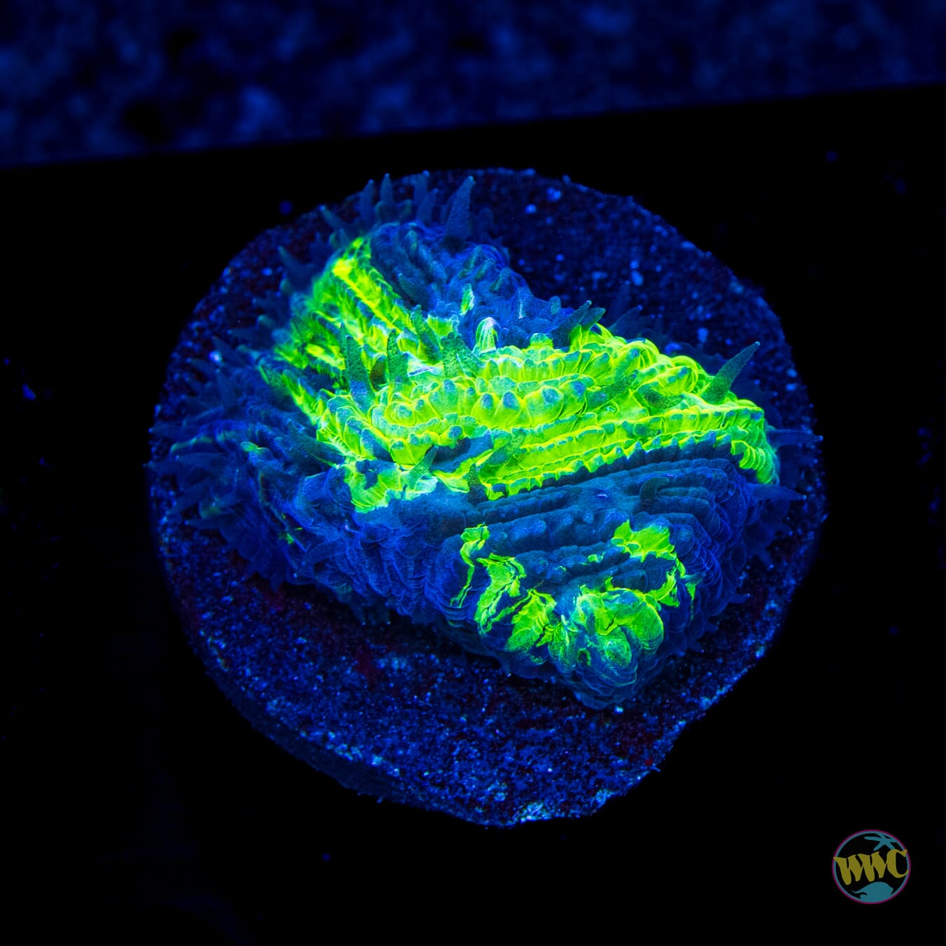 WWC Aquacultured Treefrog Tongue Coral