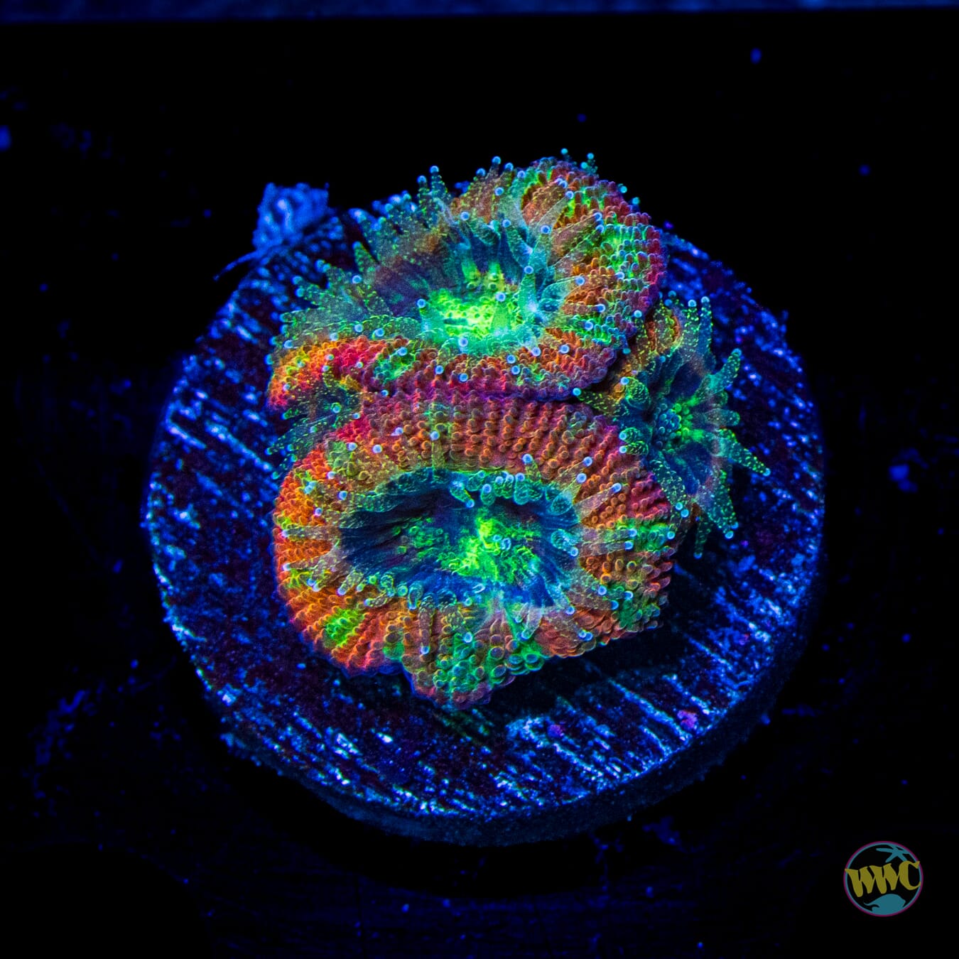 WWC Blood Orange Micromussa