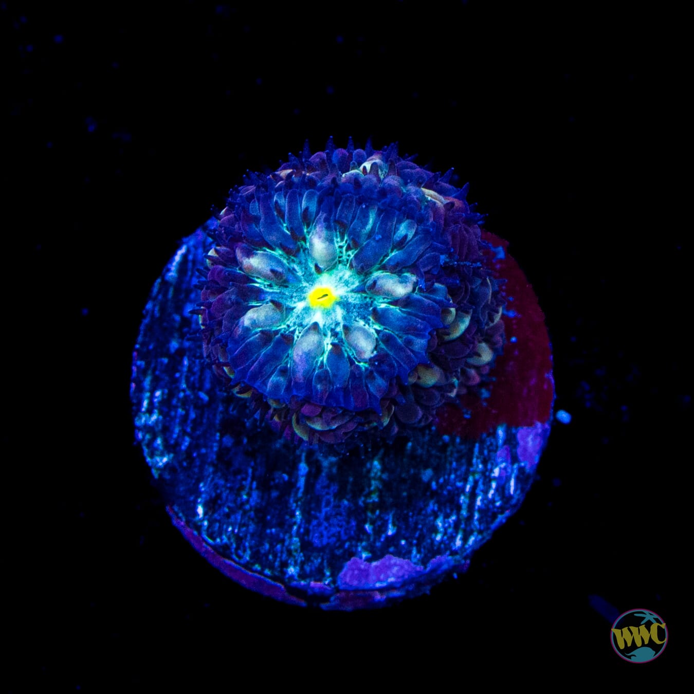 Twilight Merletti Blastomussa