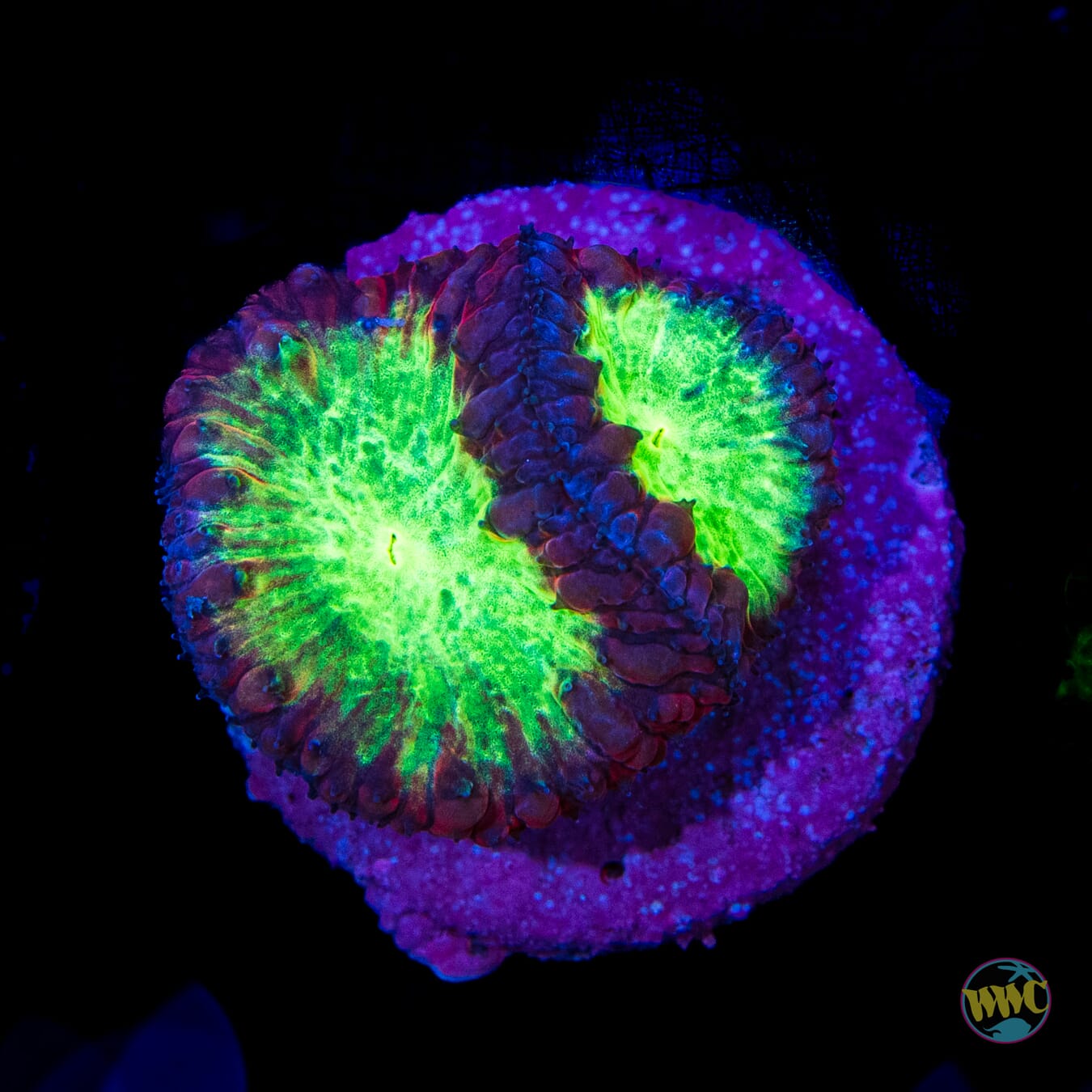 Wild Cherry Blastomussa