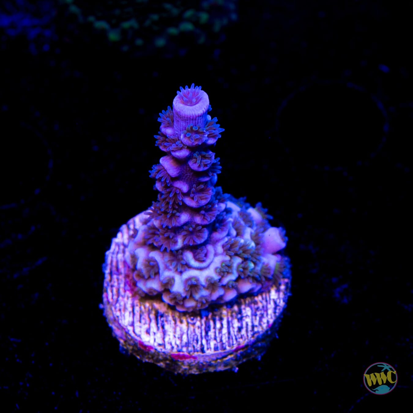 Jason Fox Papa Smurf Tenuis Acropora