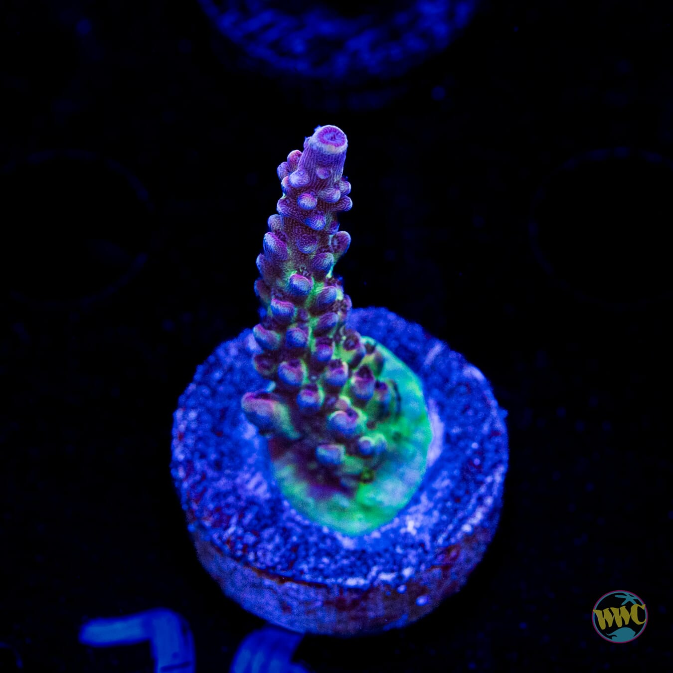 WWC Violet Vortex Acropora