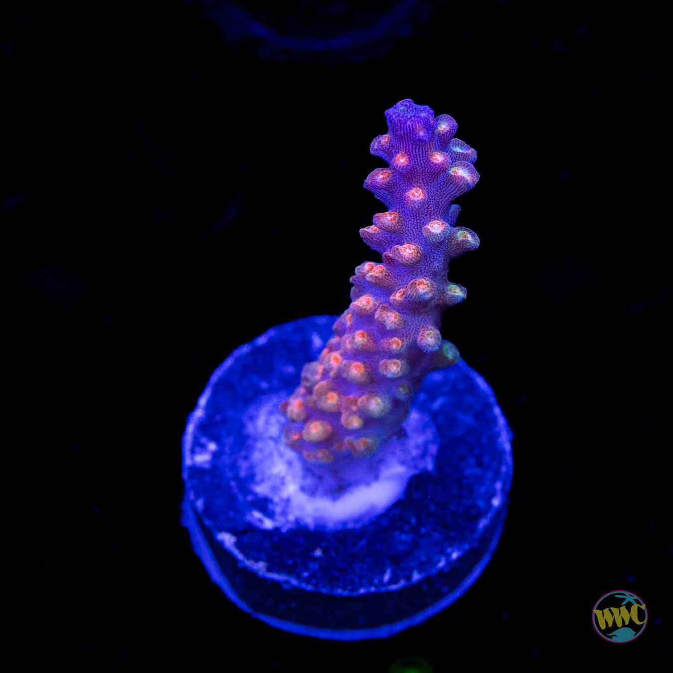 BC Bubble Bath Unicorn Acropora