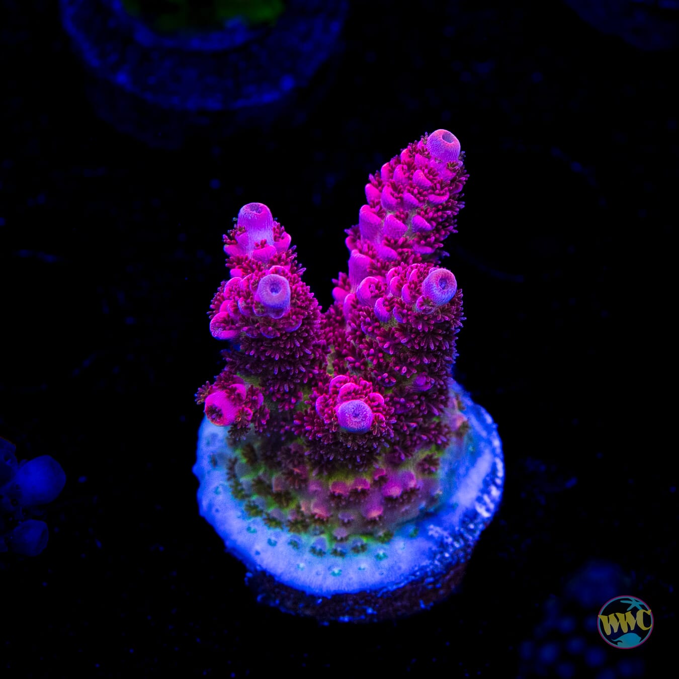 WWC Ruby Runner Acropora