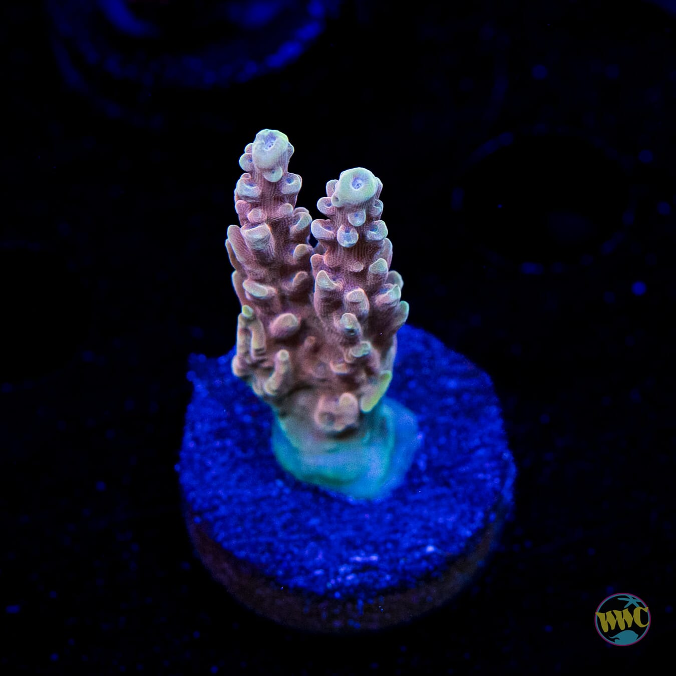 WWC Inner Planet Acropora