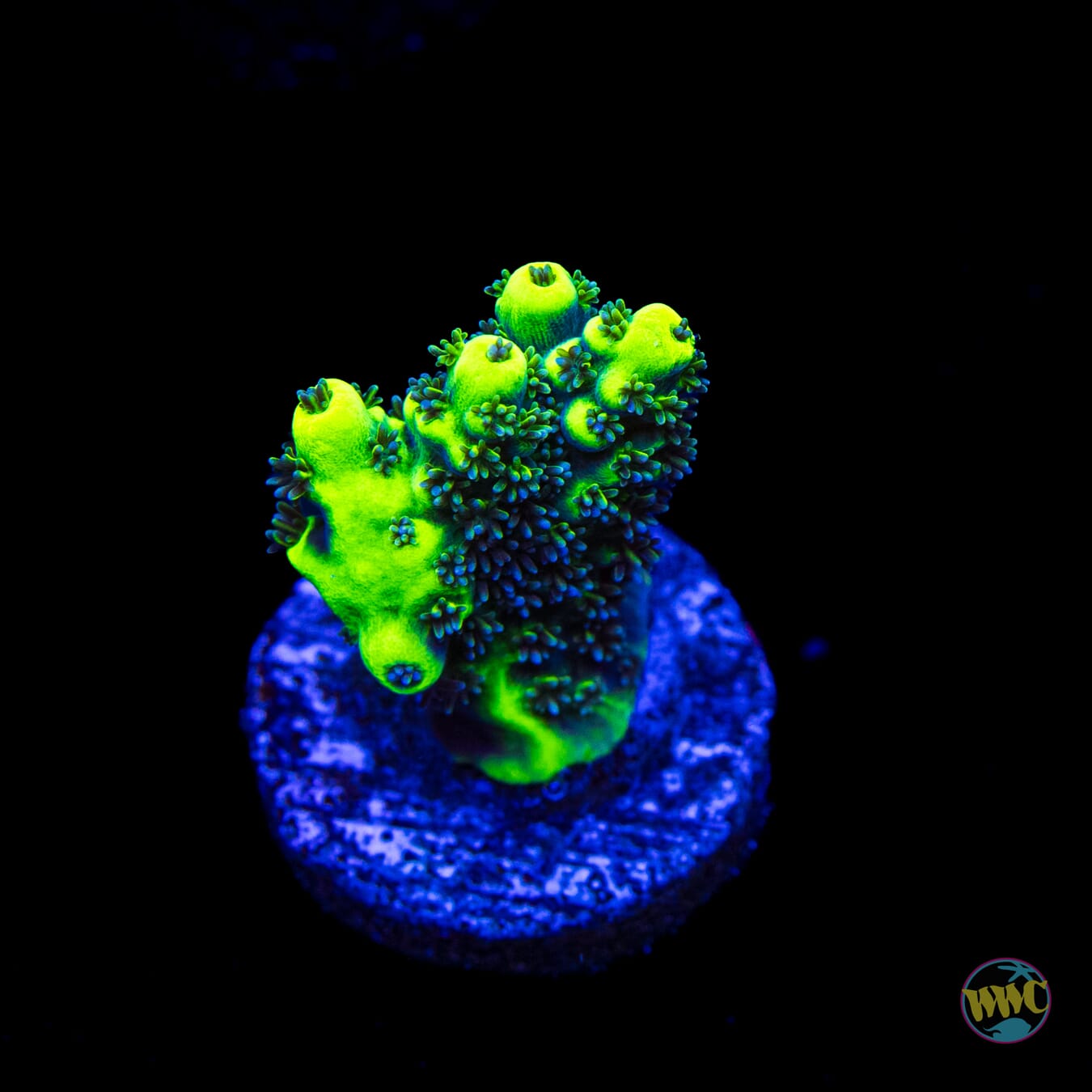 WWC Shark Bite Acropora