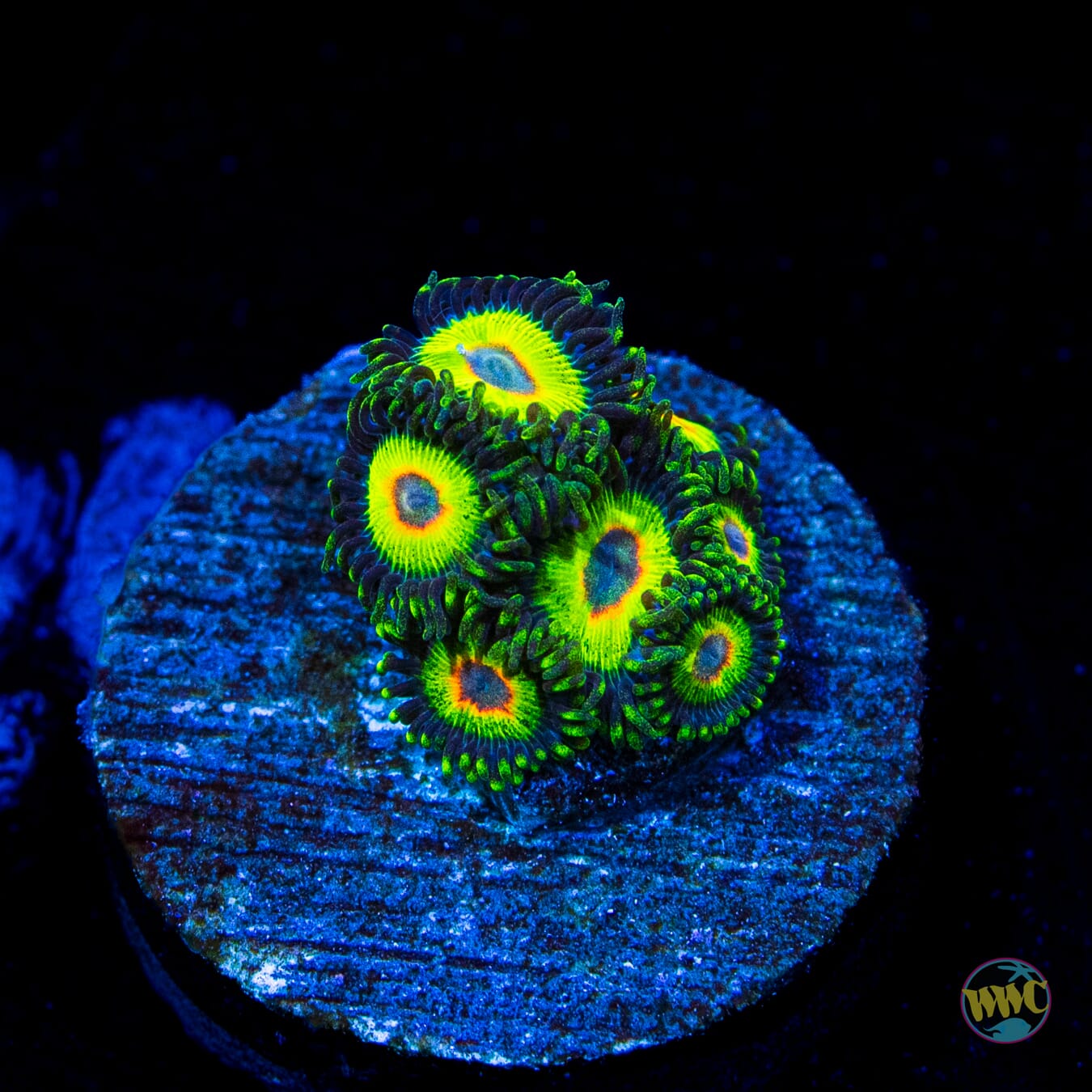 WWC Island Time Zoanthids