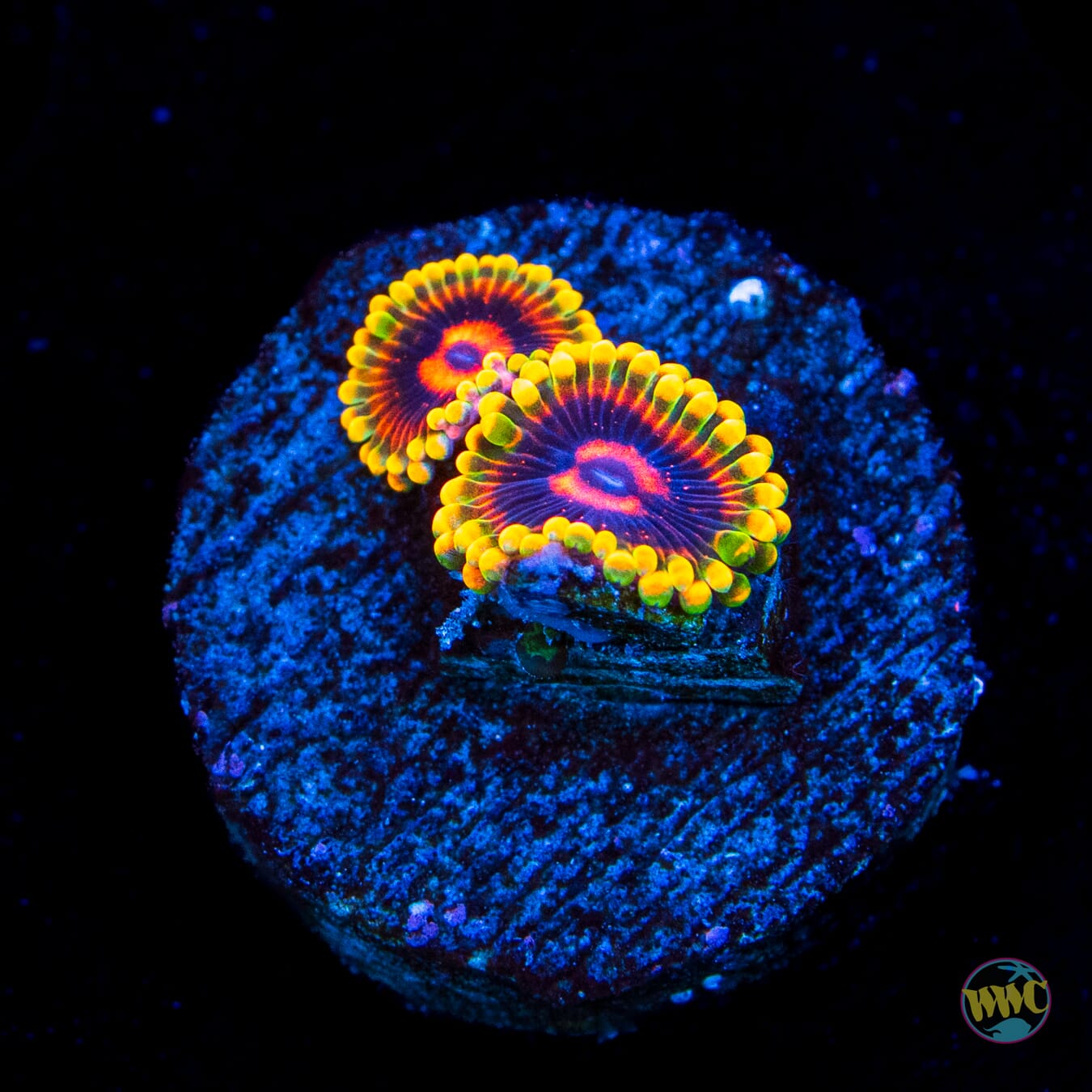 Mind Trick Zoanthids