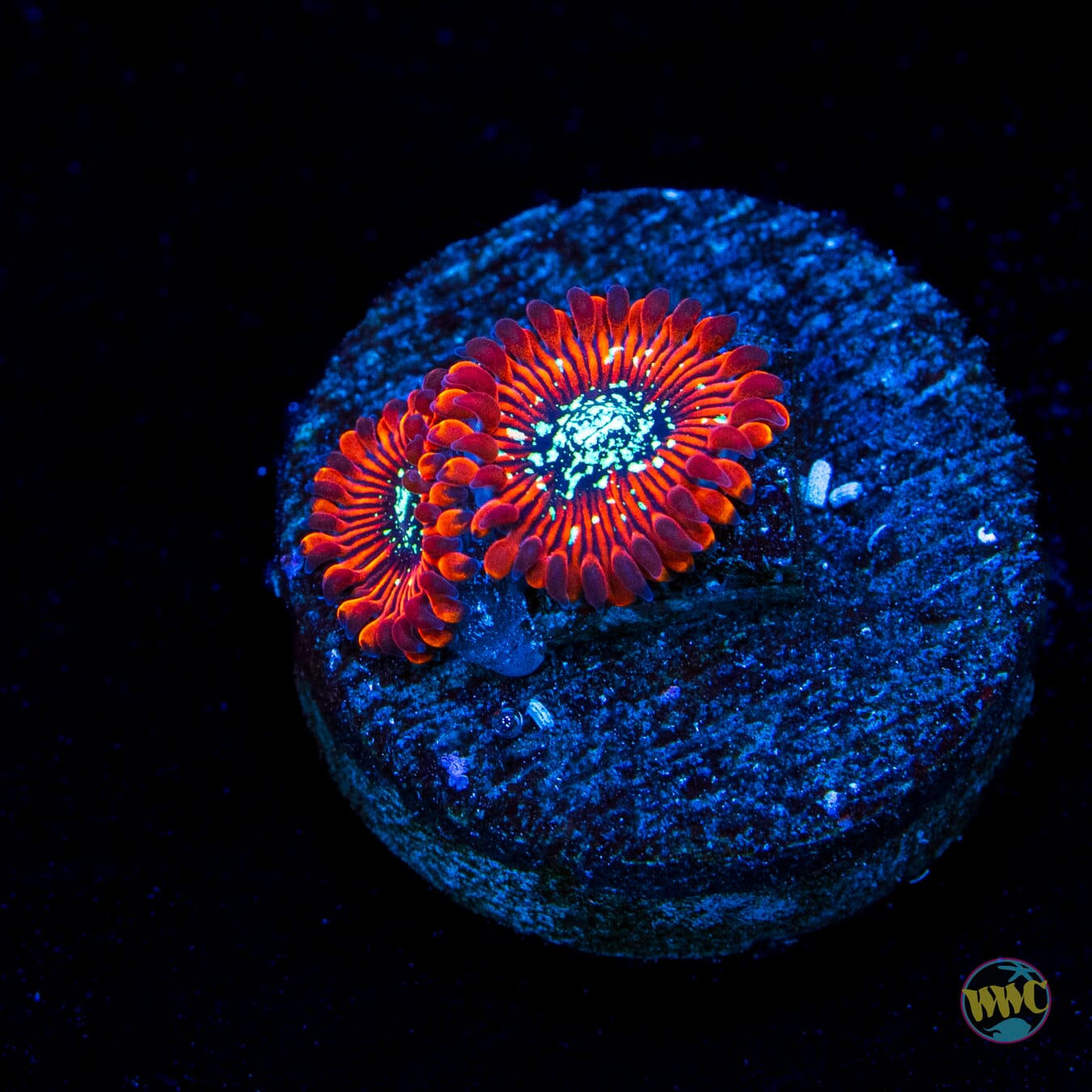 Magician Zoanthids