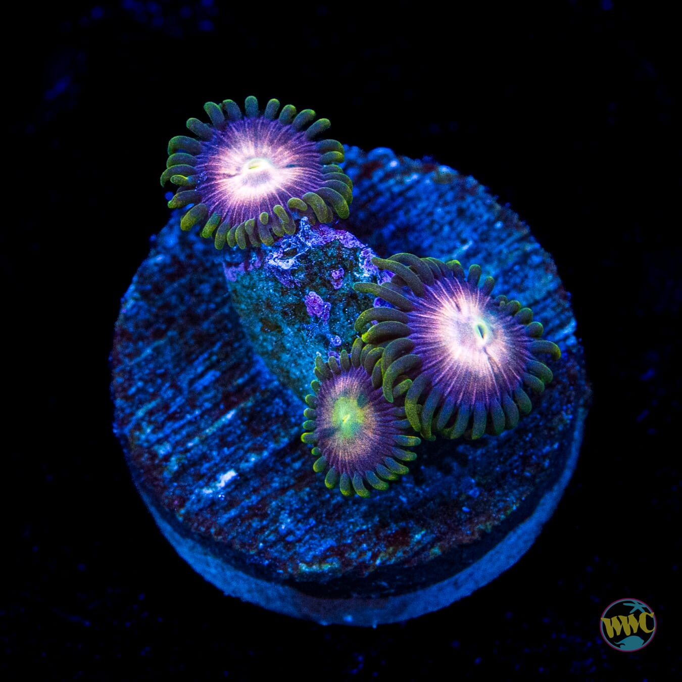 Pinwheel Zoanthids