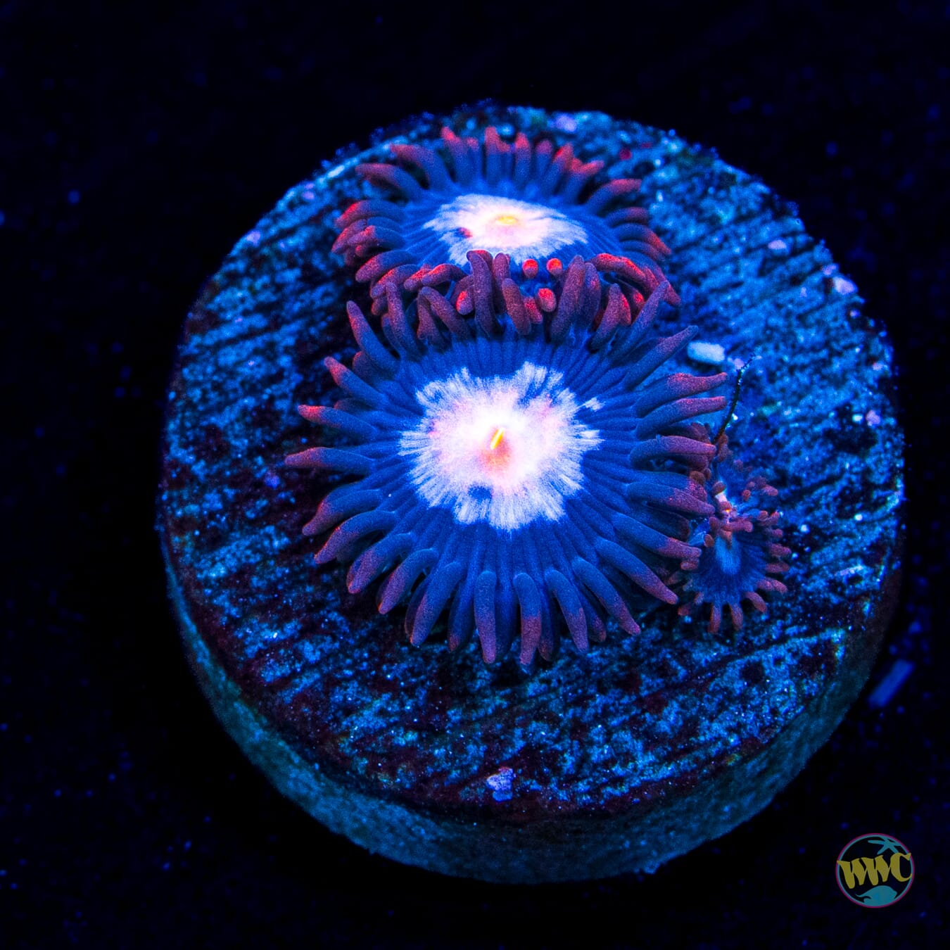 WWC Blue Steel Zoanthids