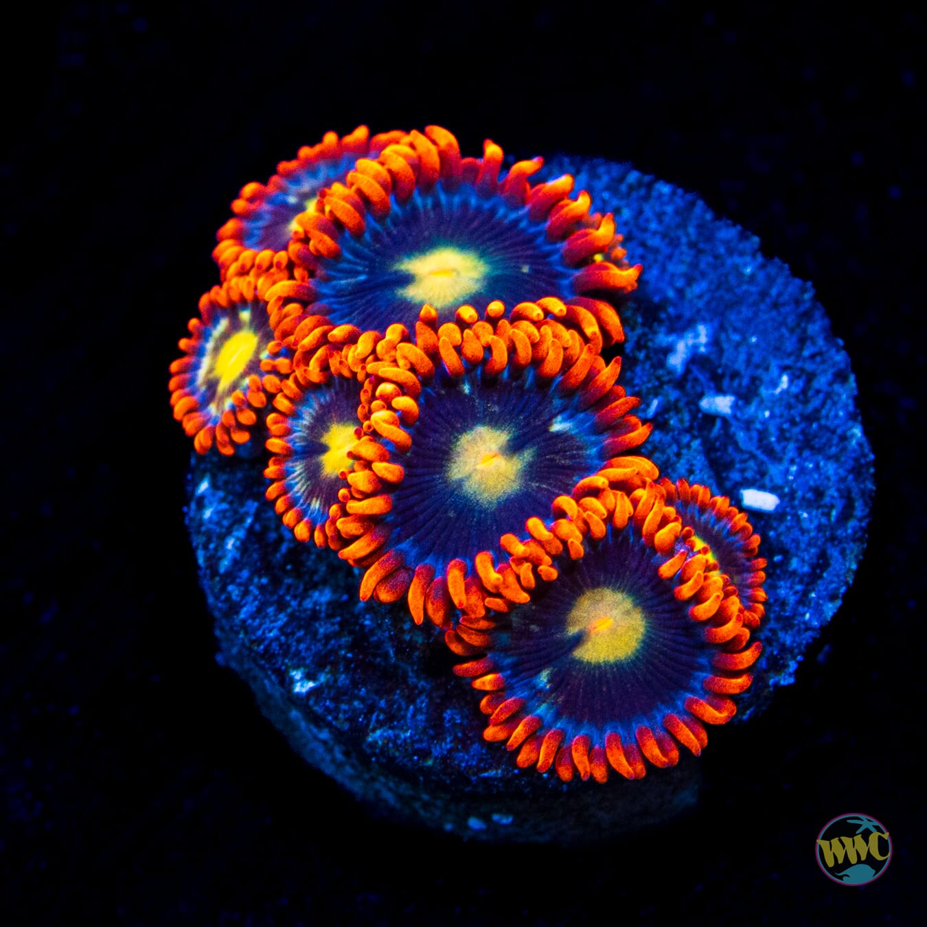 WWC Mandarin Monster Zoanthids