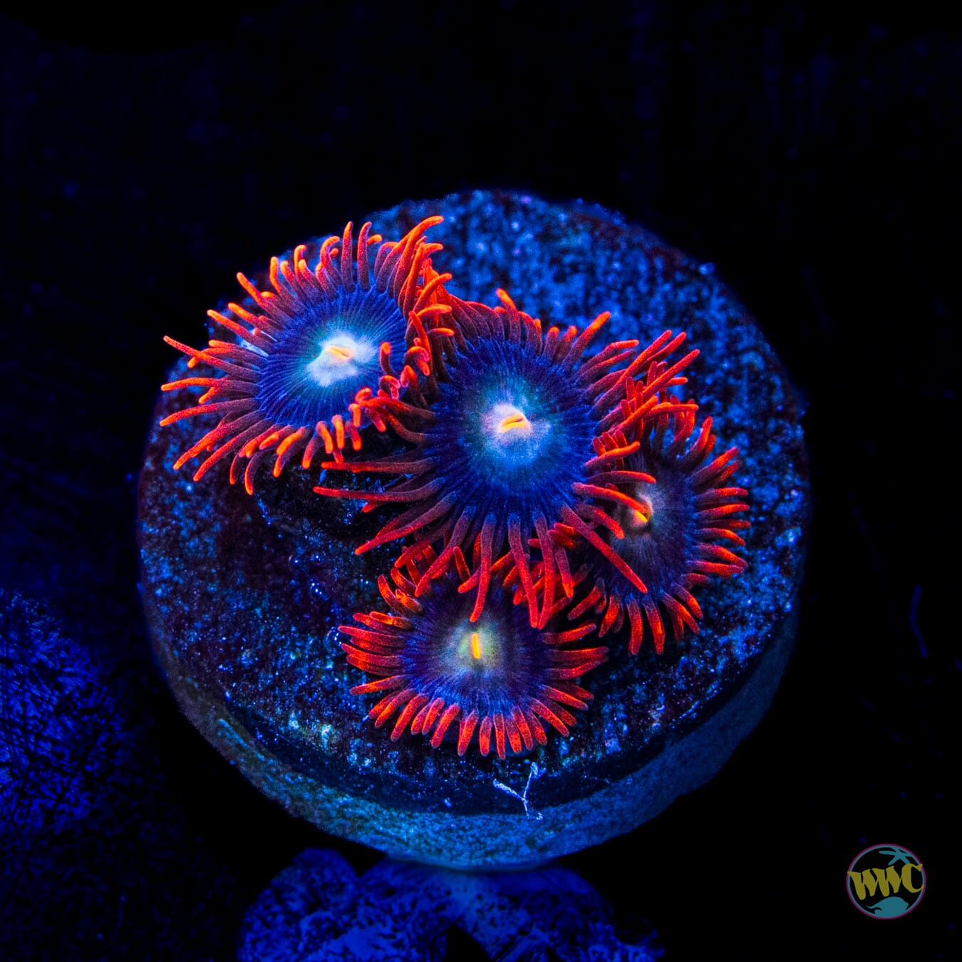 WWC Wildfire Zoanthids